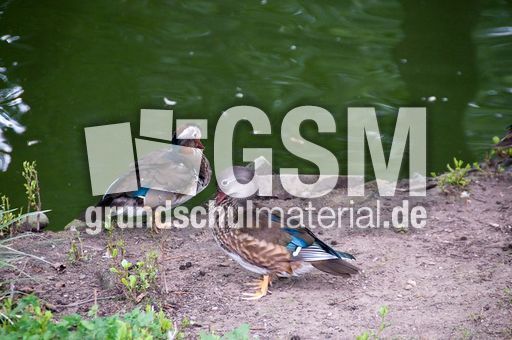 Mandarinente (3 von 3).jpg